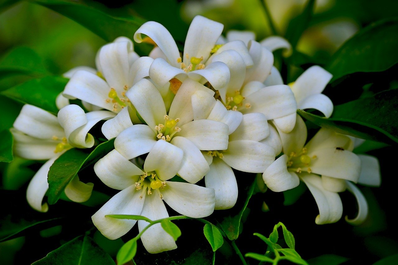 orange jasmine, murraya exotica, white petals