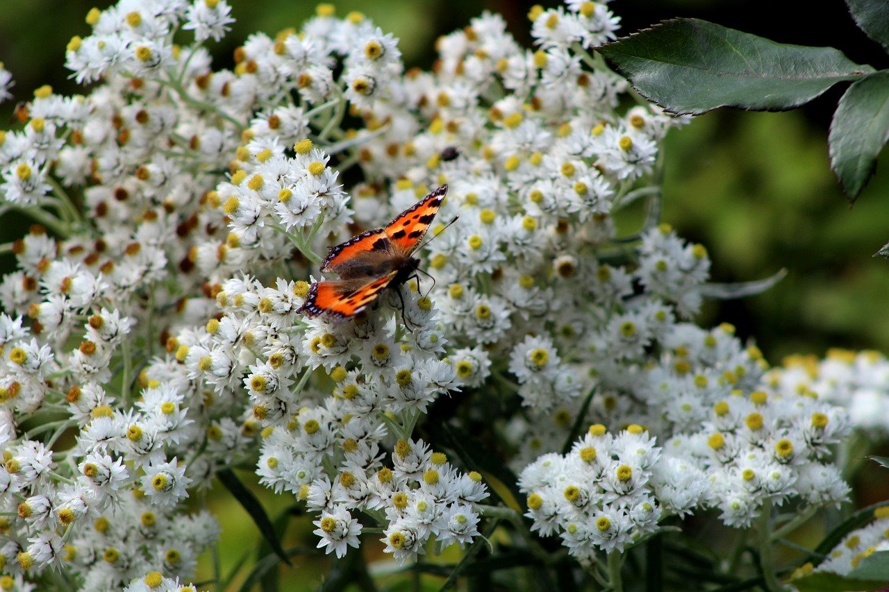 siberian edelweiss, nature, beautiful flowers