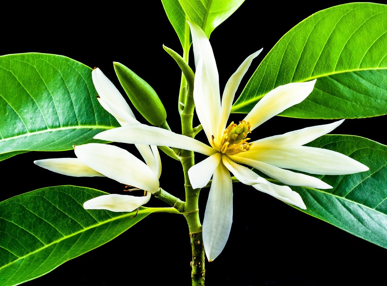 michelia champaca, blossom, blossom