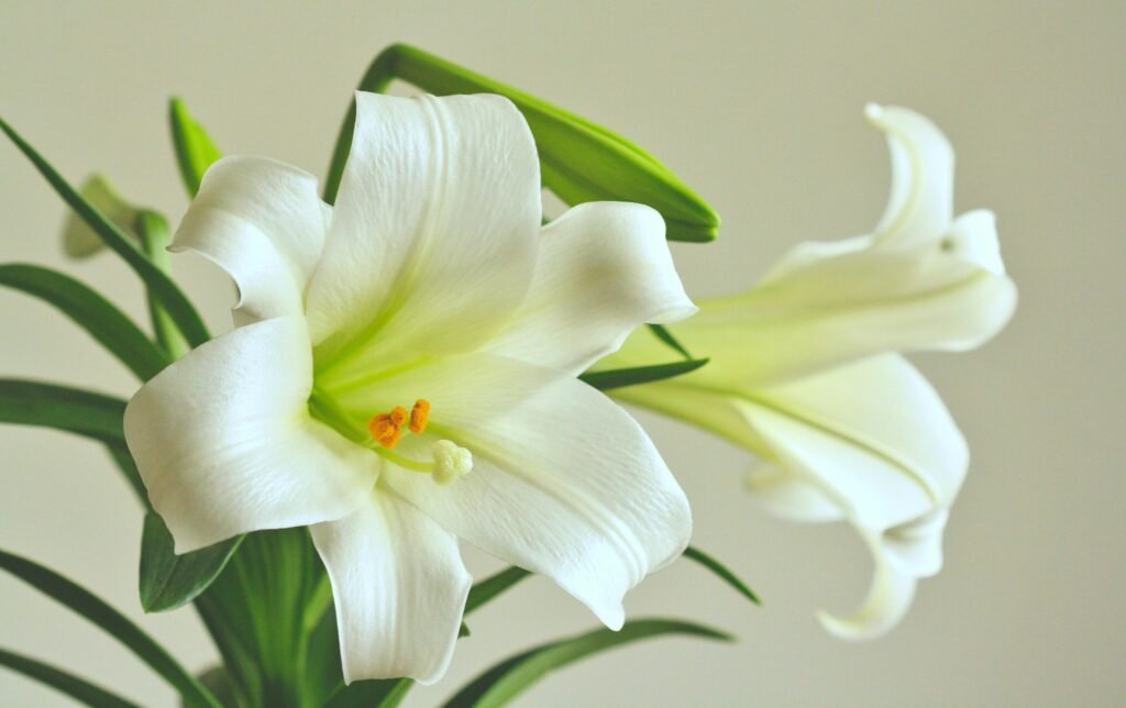 Beautiful close-up of Easter lilies showcasing their pure white petals and vibrant stamens.