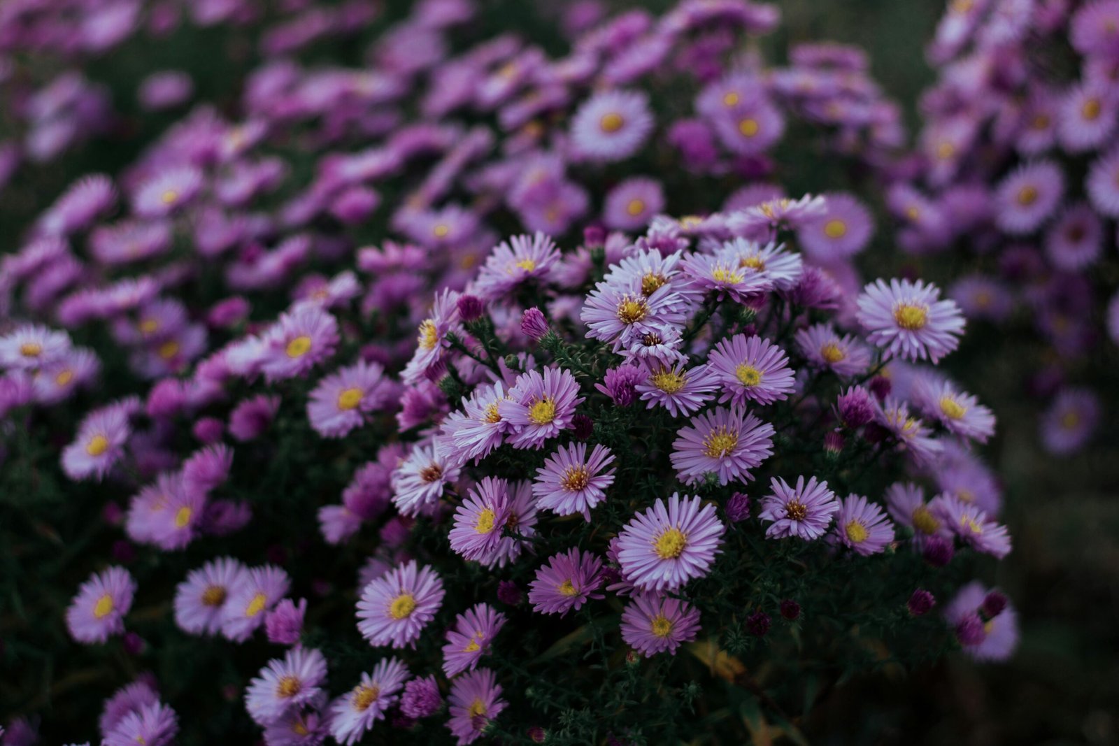 A field of vibrant purple aster flowers in full bloom during daylight in a garden setting.