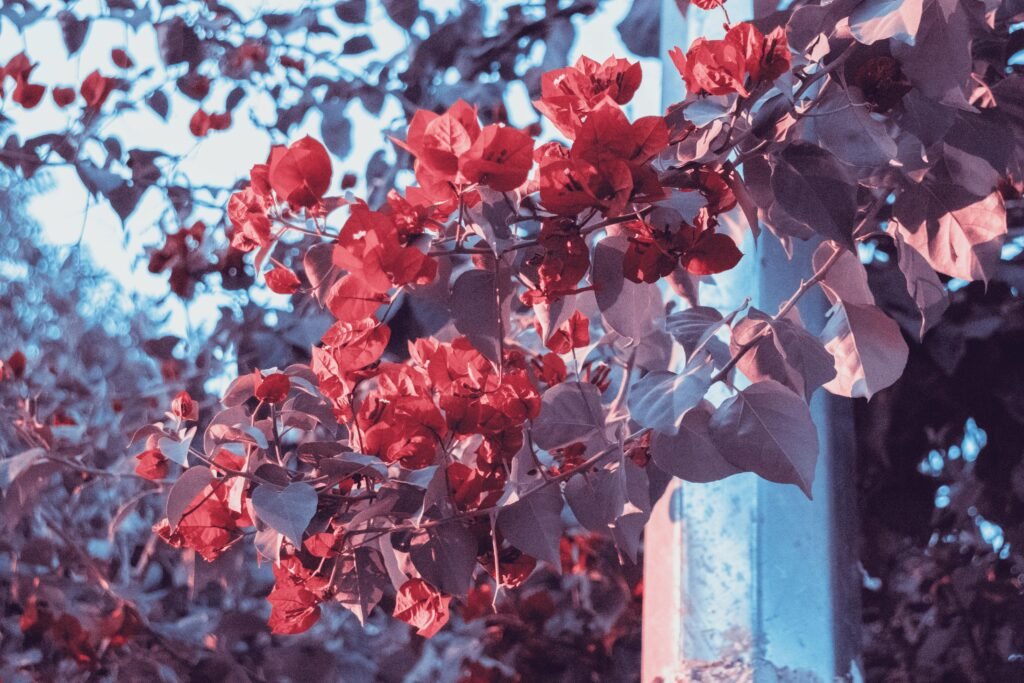 Close-up of vibrant red bougainvillea flowers with sunlight filtering through leaves, in a natural outdoor setting.