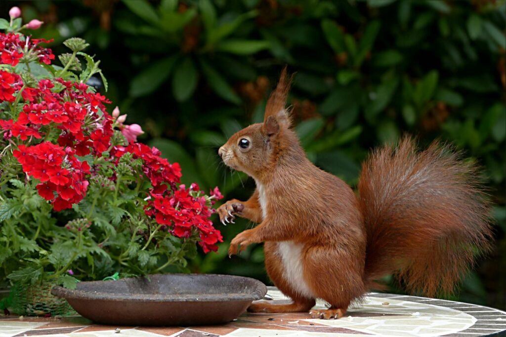 A red squirrel sits among vibrant red flowers, offering a charming glimpse into nature.