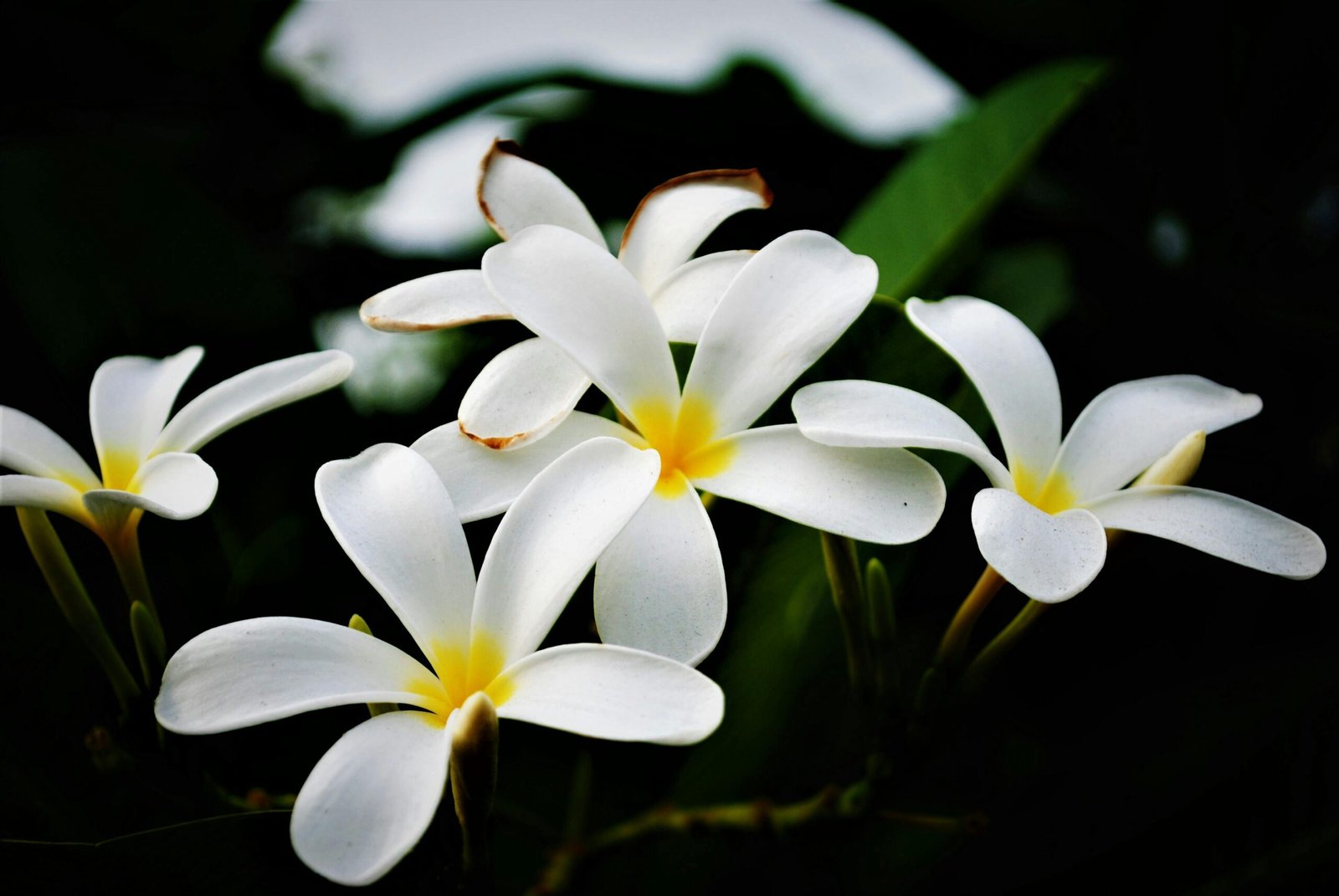 Elegant white frangipani flowers in full bloom with dark green leaves background.