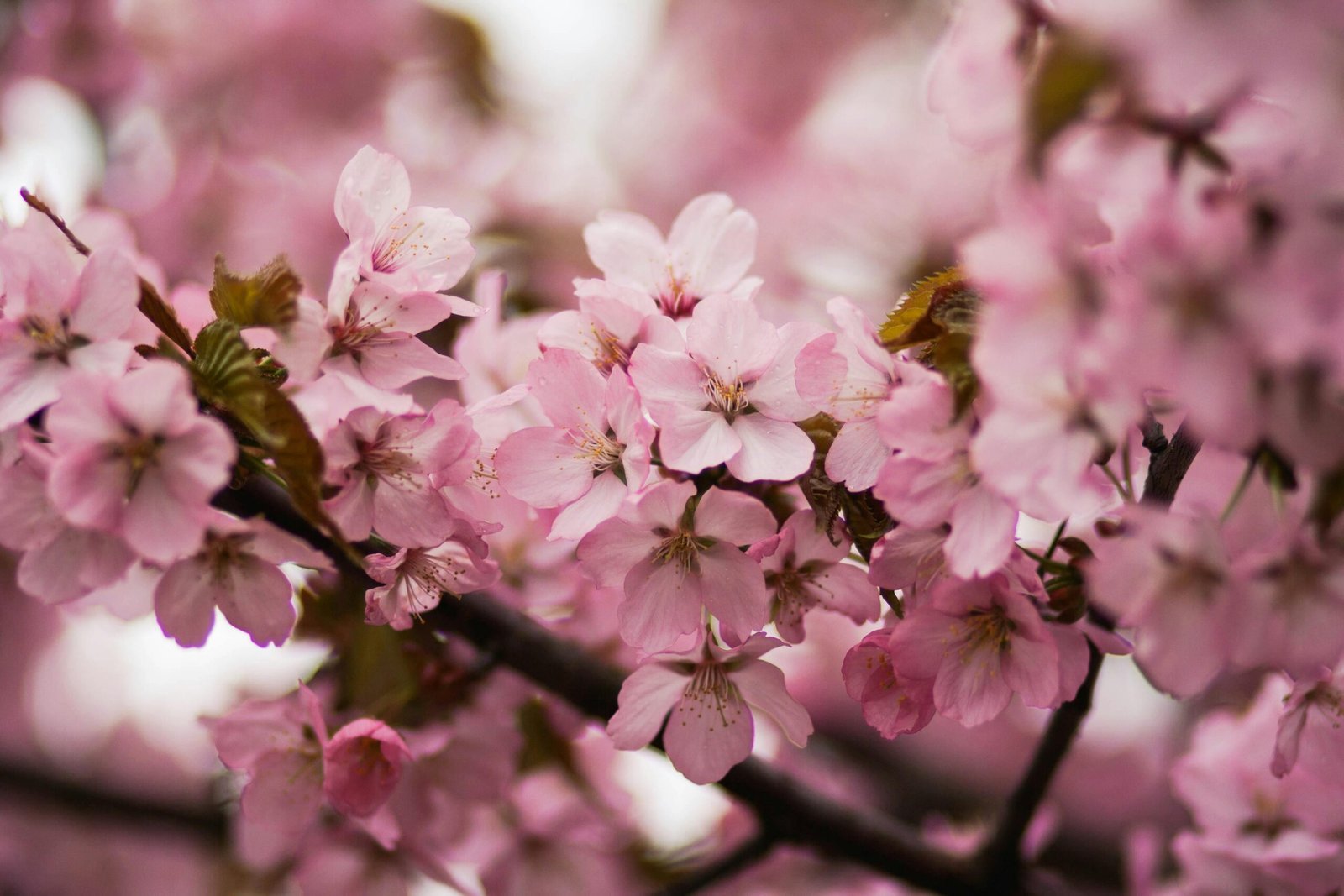 Close-up of pink cherry blossoms blooming in spring, capturing their delicate beauty.