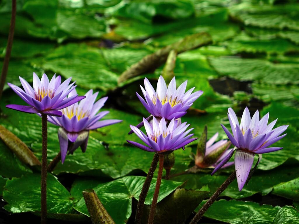 Purple water lilies blooming in a lush green pond, showcasing nature's beauty.