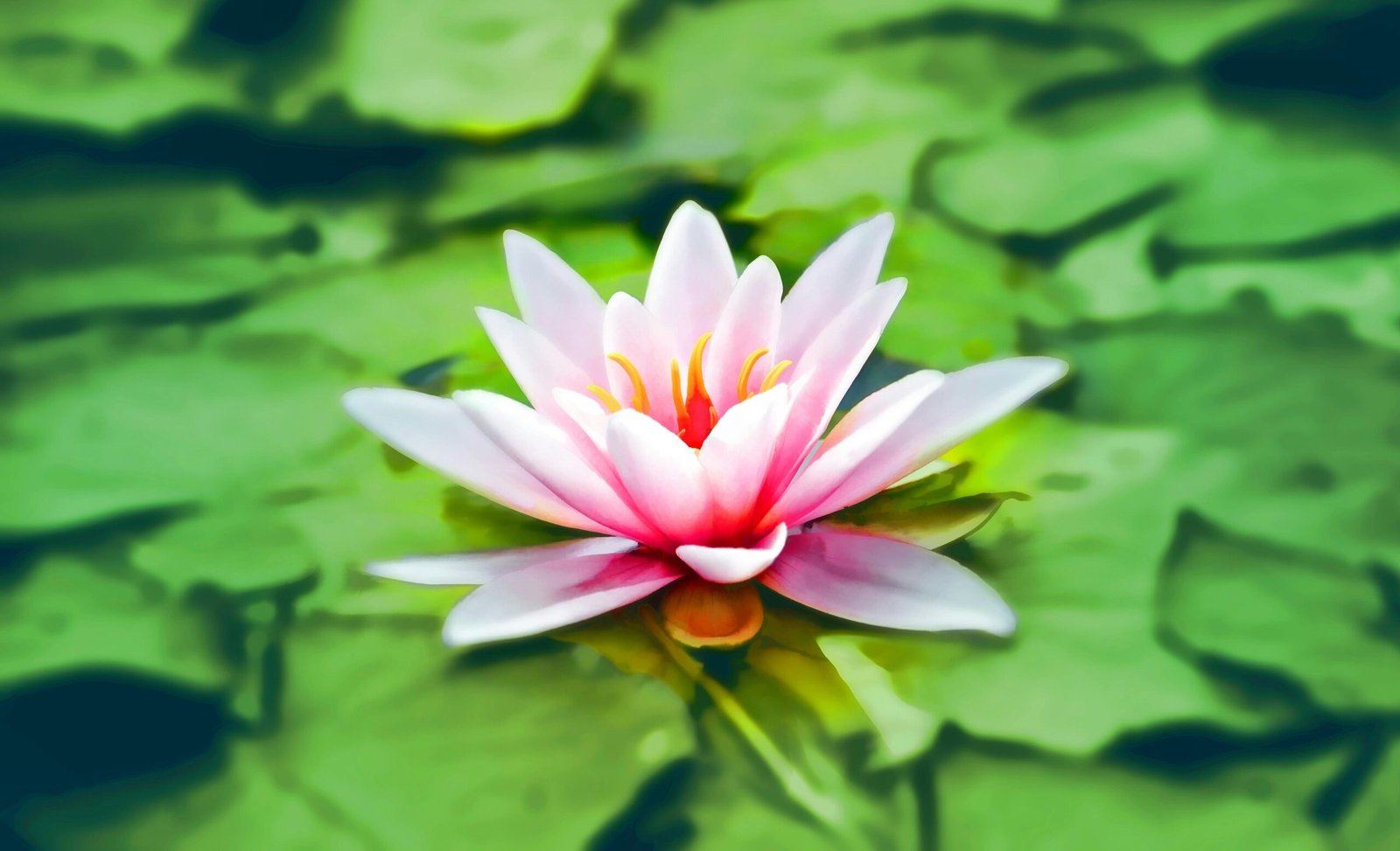 Close-up Photography of Pink Lotus